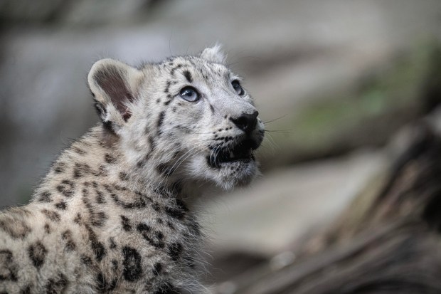 The Wildlife Conservation Society's Bronx Zoo has introduced new female snow leopard cub, Sarka, pictured here. Sarka which means "shark" in Nepali was born May 31, 2026, to parents Dari and Moutig. (Terria Clay / WCS)