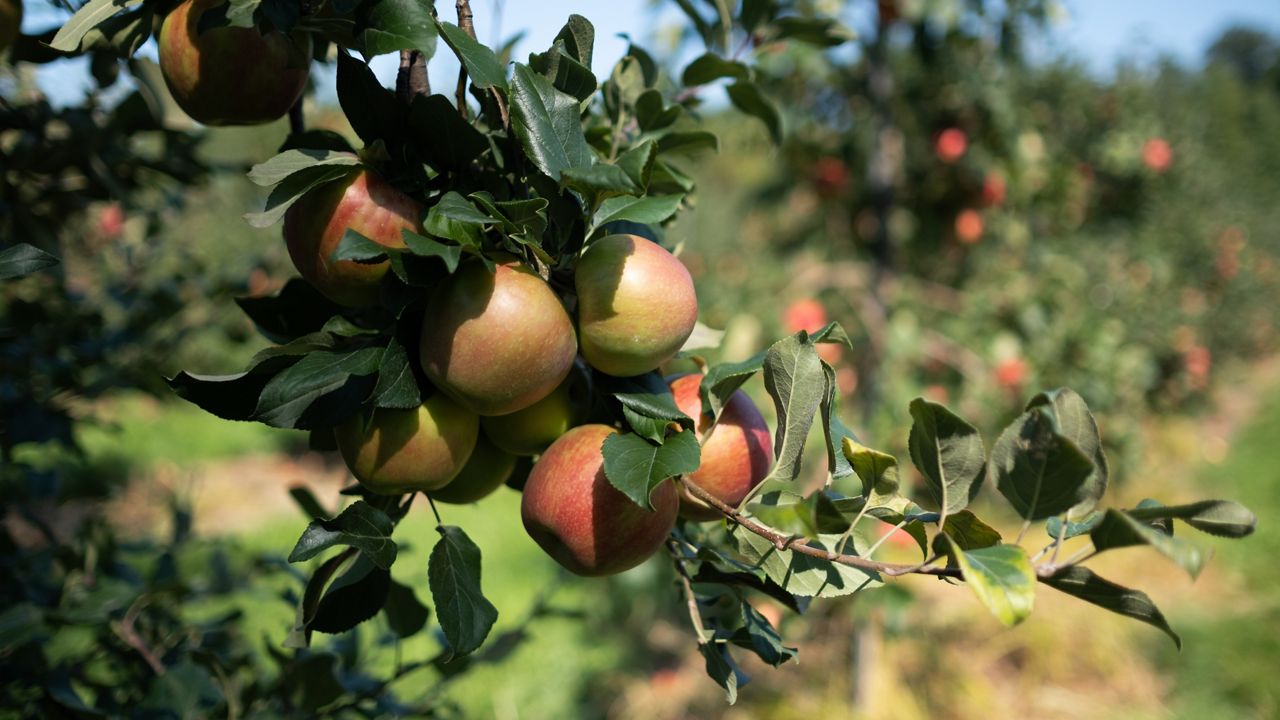 N.Y. apple orchards add attractions to keep fall visitors
