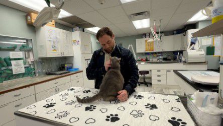 A veterinarian holds and examines a gray cat on an exam table covered with a paw-print blanket inside a veterinary clinic.