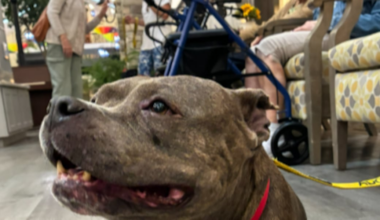 Pet of the Week: Meet Manhattan, a 70-pound, couch potato, looking for a home