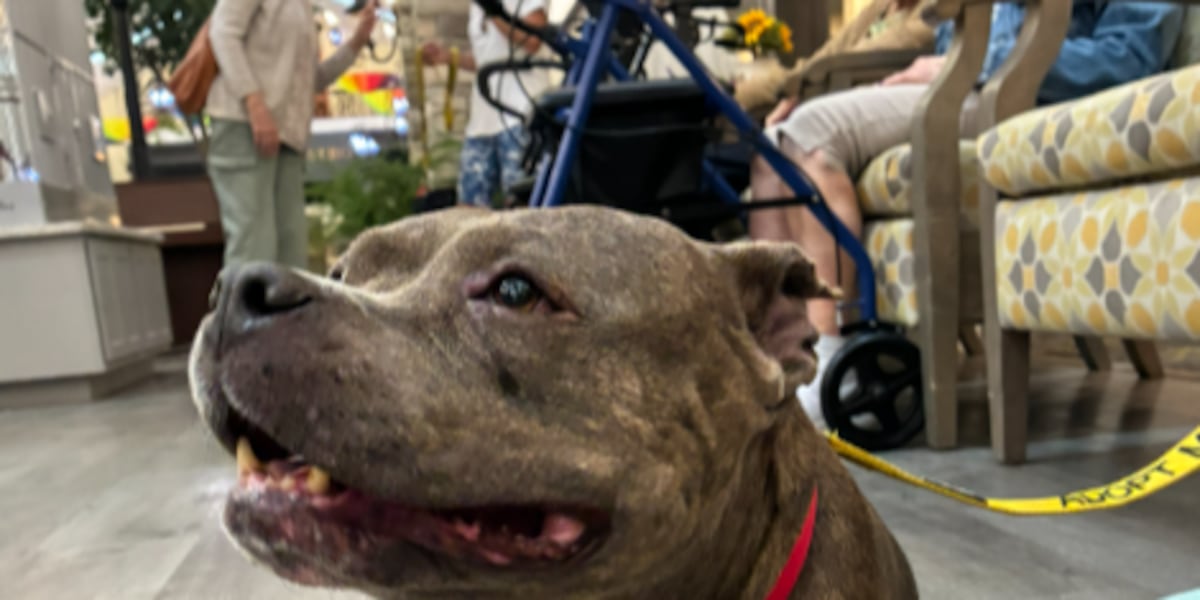Pet of the Week: Meet Manhattan, a 70-pound, couch potato, looking for a home