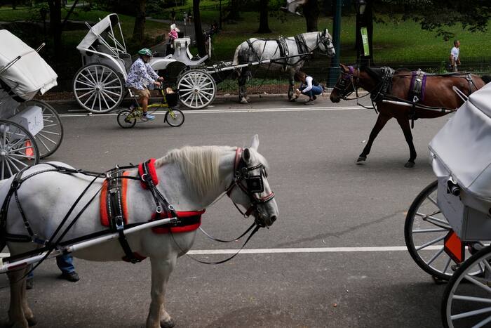 New York to ban Central Park's horse-drawn carriages after teen's death