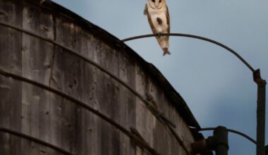 A rare family of barn owls moved into Manhattan's Upper West Side. New Yorkers are captivated :: WRAL.com