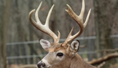 The Exclusive Youth Hunting Season in New York State