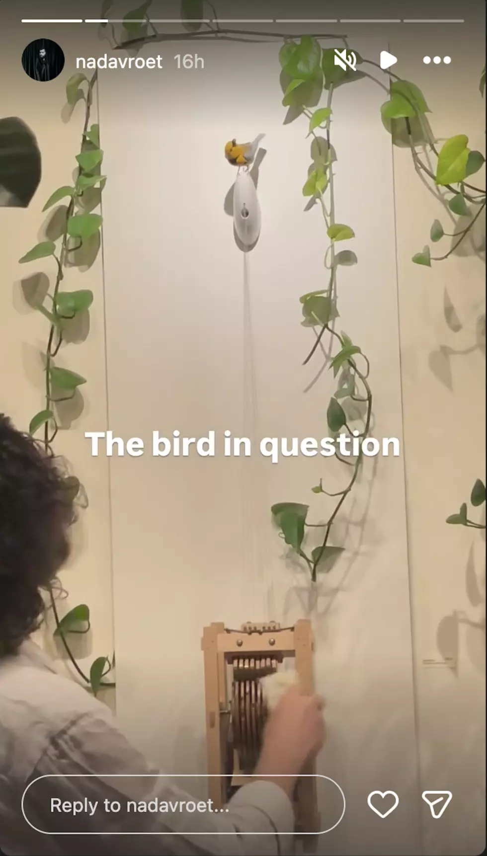 Nadav Roet, Instagram