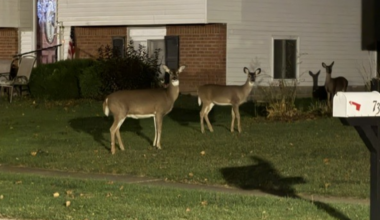 new York State Drivers Warned Of Increased Deer Activity