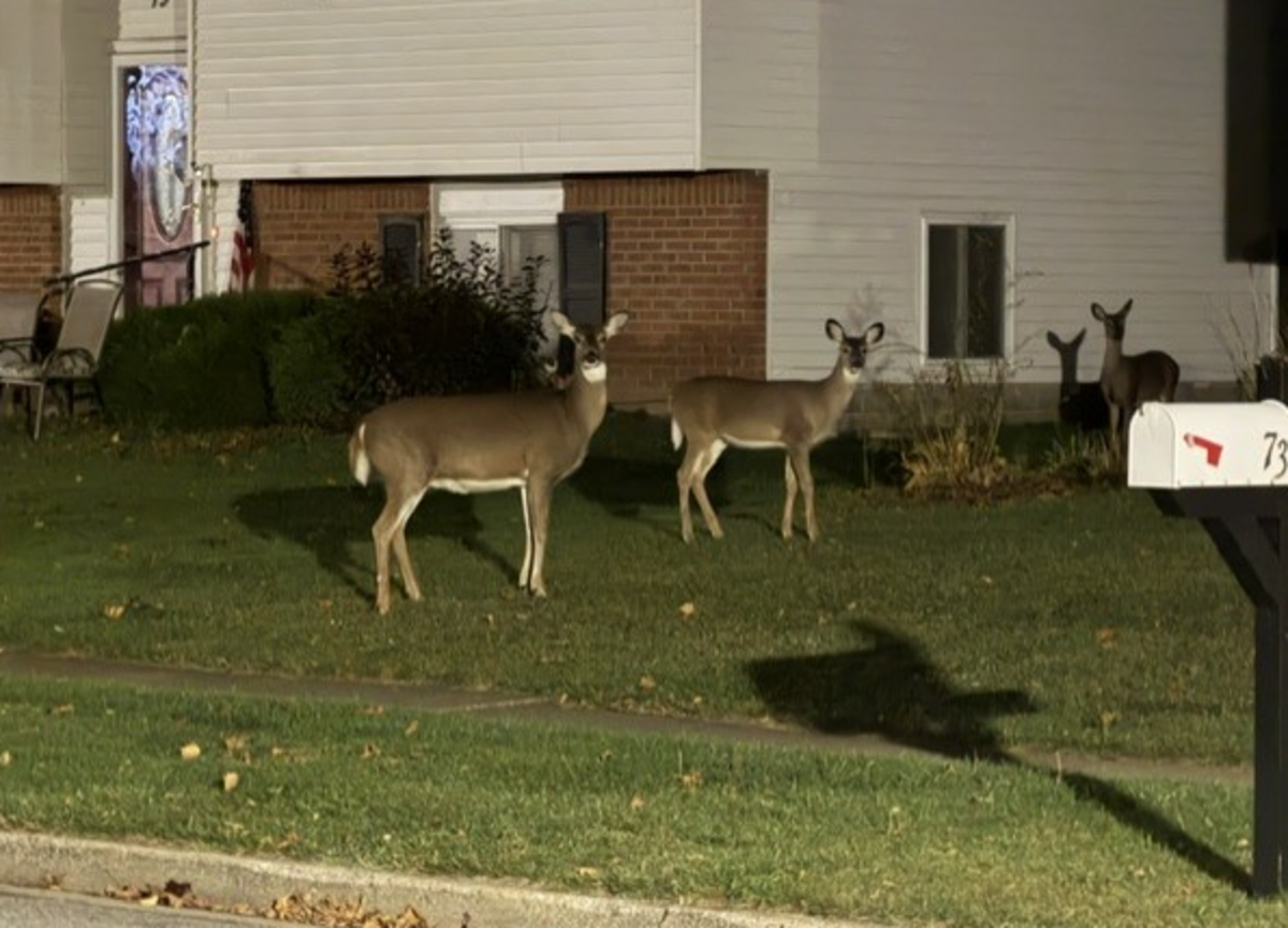 new York State Drivers Warned Of Increased Deer Activity