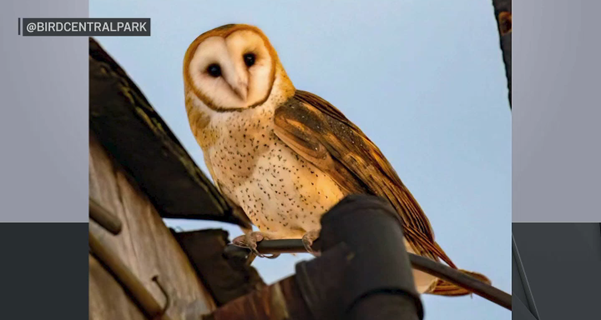 Barn owl family moves into Upper west Side – NBC New York