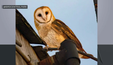 Barn owl family moves into Upper west Side – NBC New York