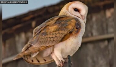Family of barn owls on the Upper West Side captivates New York City birders