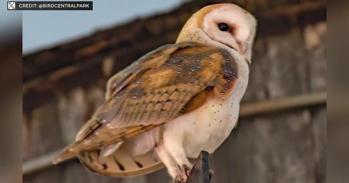 Family of barn owls on the Upper West Side captivates New York City birders
