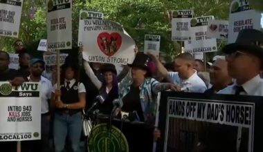 What happens to horses after NYC ban vote? – NBC New York