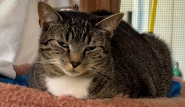 Many animal rescues and shelters at max capacity