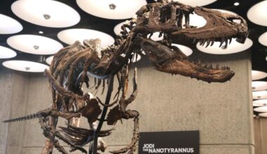 Rare Nanotyrannus skeleton goes on display at NYC Sotheby's before heading to historic auction