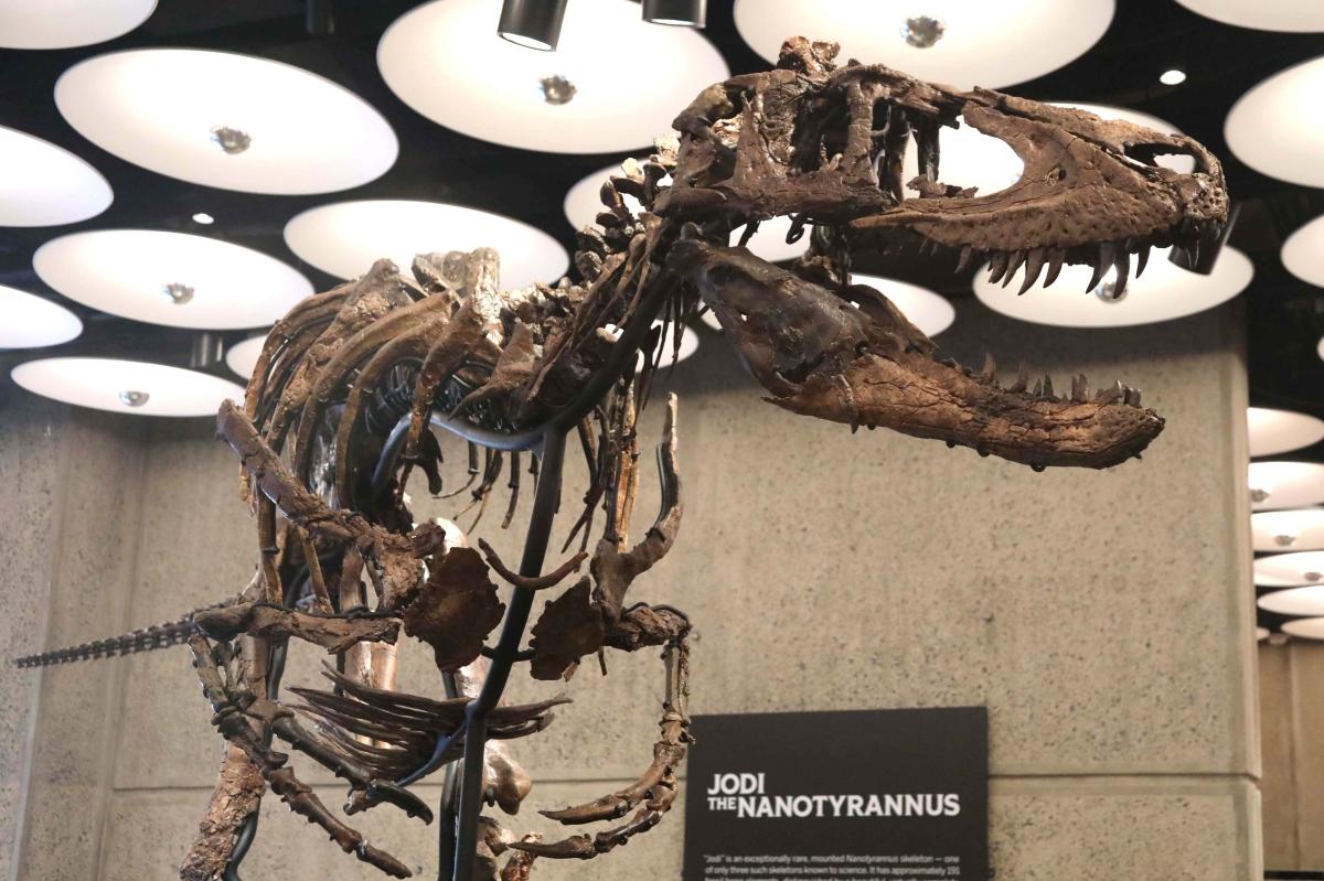 Rare Nanotyrannus skeleton goes on display at NYC Sotheby's before heading to historic auction