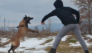 US dog bite danger zones and NYC borough with worst odds of being bit revealed