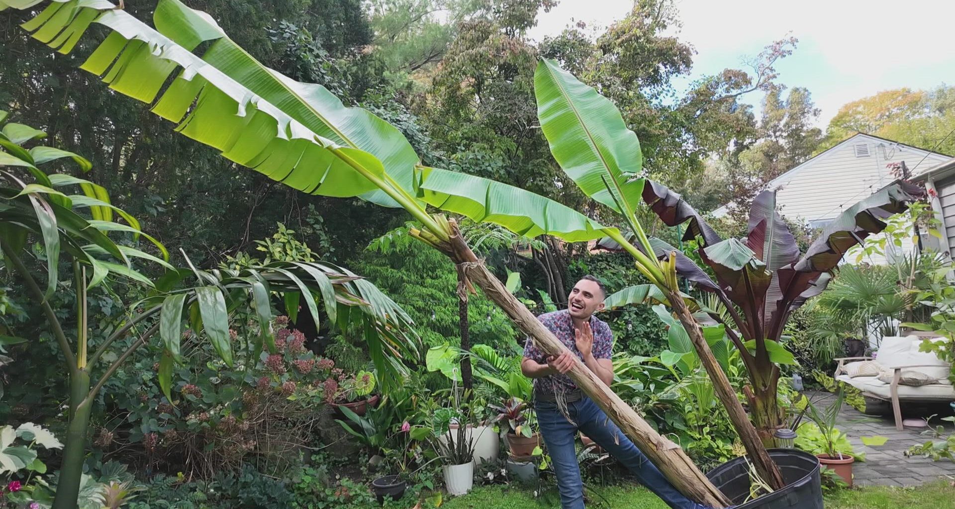 News 12 | Brooklyn | Banana Plant Care Tips How To Grow Bananas At Home Even In Winter