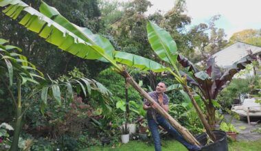 News 12 | Brooklyn | Banana Plant Care Tips How To Grow Bananas At Home Even In Winter