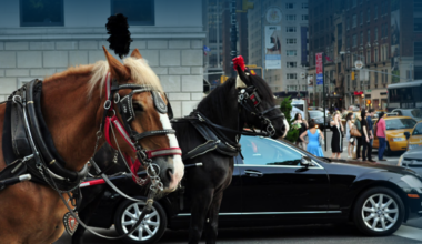 A Historic Win: New York City Passes Law to End Horse-Drawn Carriages