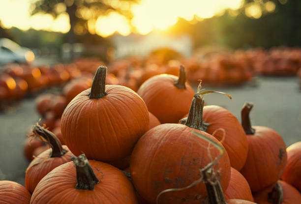 What’s happening | Boots in the Boogie Down, Fordham Road Fair, Rita Moreno and more – Bronx Times