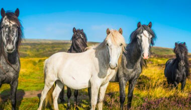 New York City Just Voted to Ban Horse-Drawn Carriages