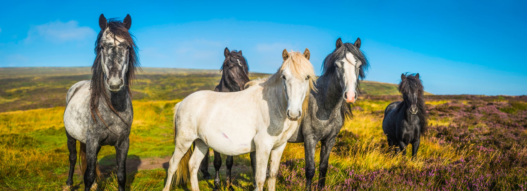 New York City Just Voted to Ban Horse-Drawn Carriages