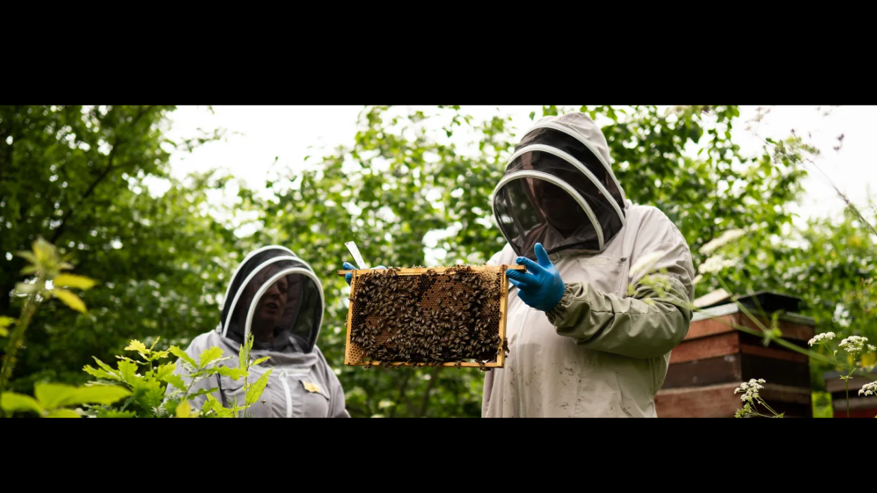 How do King Charles and Queen Camilla’s royal bees produce honey