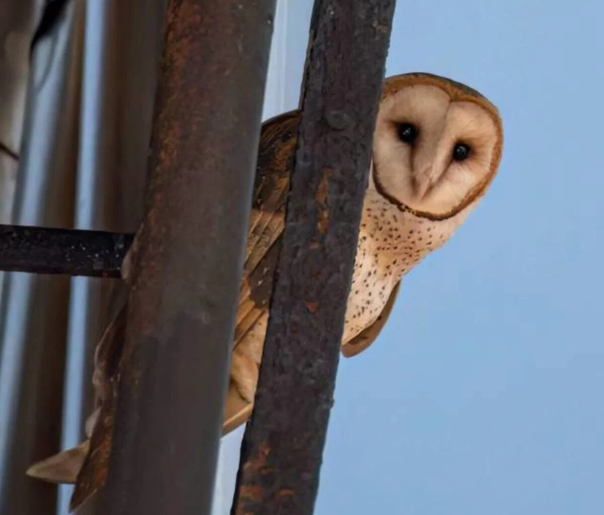 Rare barn owl family found nesting in the heart of Manhattan