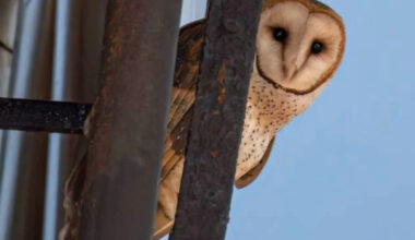 Rare barn owl family found nesting in the heart of Manhattan