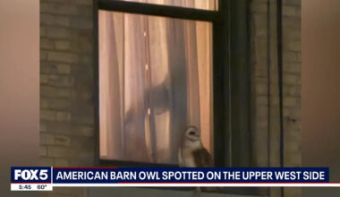 A Family of 8 Rare Owls Has Moved Into Manhattan and Birdwatchers Can't Believe It