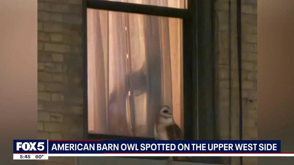 A Family of 8 Rare Owls Has Moved Into Manhattan and Birdwatchers Can't Believe It