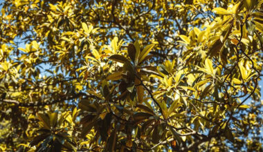 The Bronx Zoo is Bringing Back a Tree That Almost Vanished From America