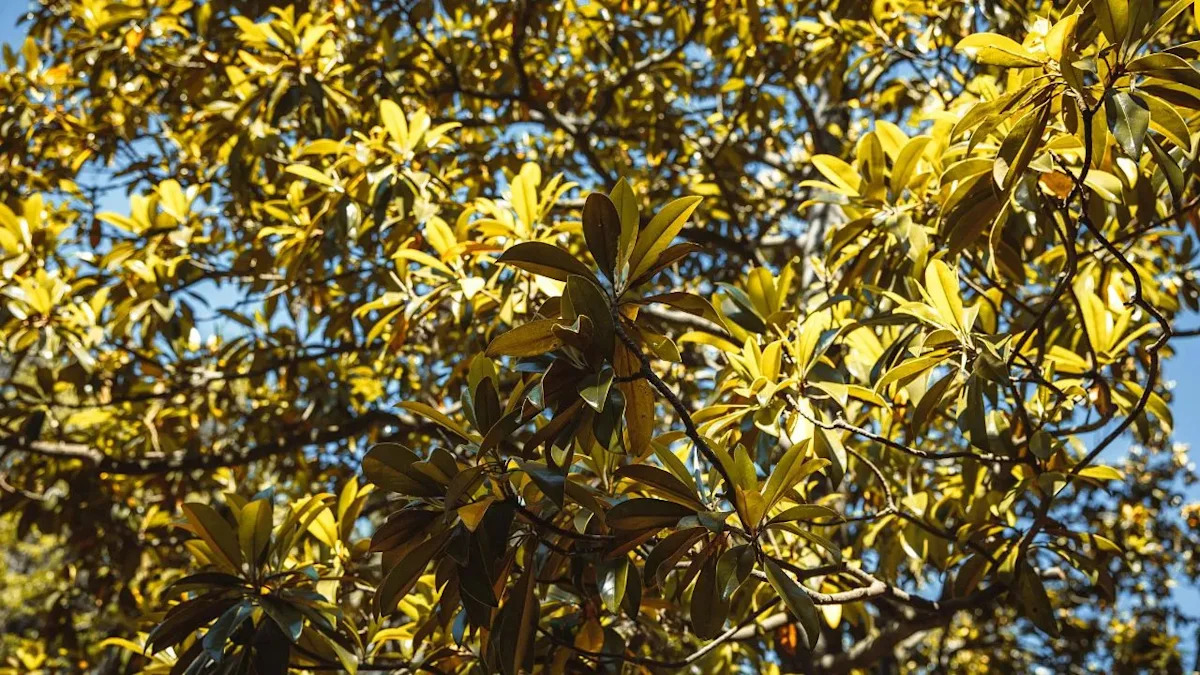 The Bronx Zoo is Bringing Back a Tree That Almost Vanished From America