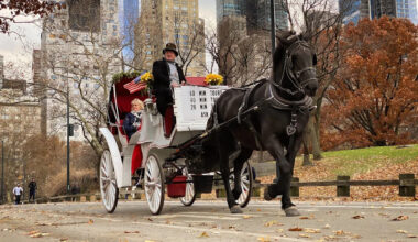 New York City Votes to Ban Central Park's Iconic Horse-Drawn Carriages After 168 Years