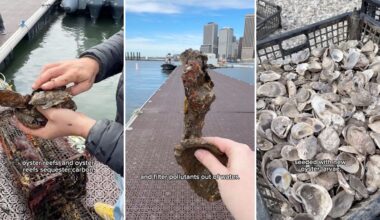 New York recycles restaurant oyster shells into reefs, with 180 million already back in the harbor