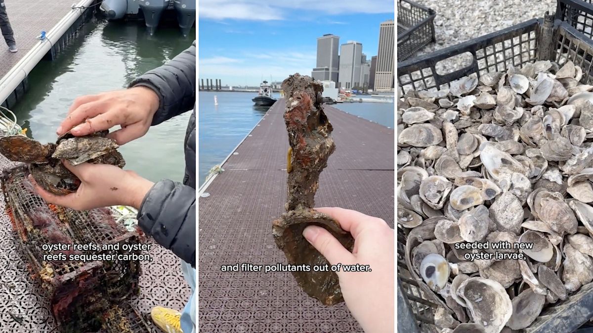 New York recycles restaurant oyster shells into reefs, with 180 million already back in the harbor