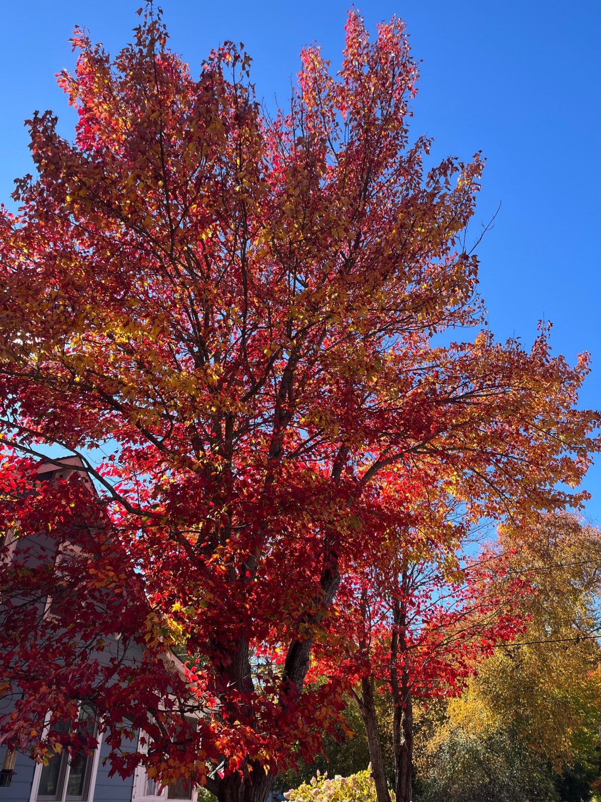 Fall colors