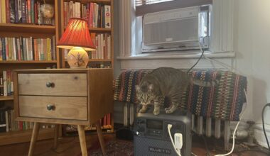 A cat named Abby stands on top of a Bluetti battery provided by Every Electric's free A/C powerbank program.
