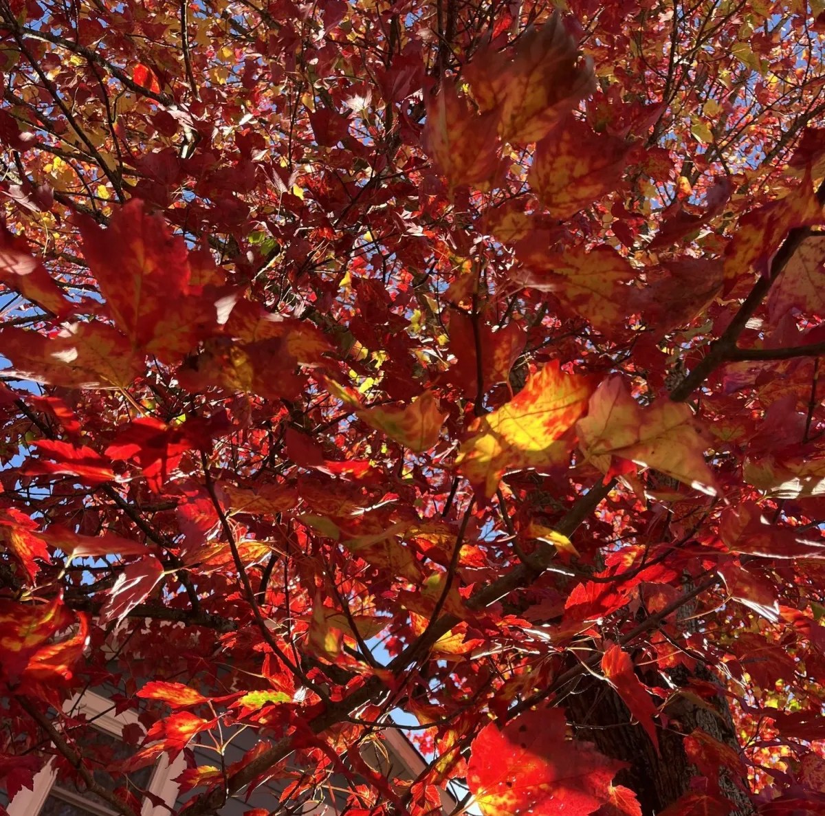 Red fall colors