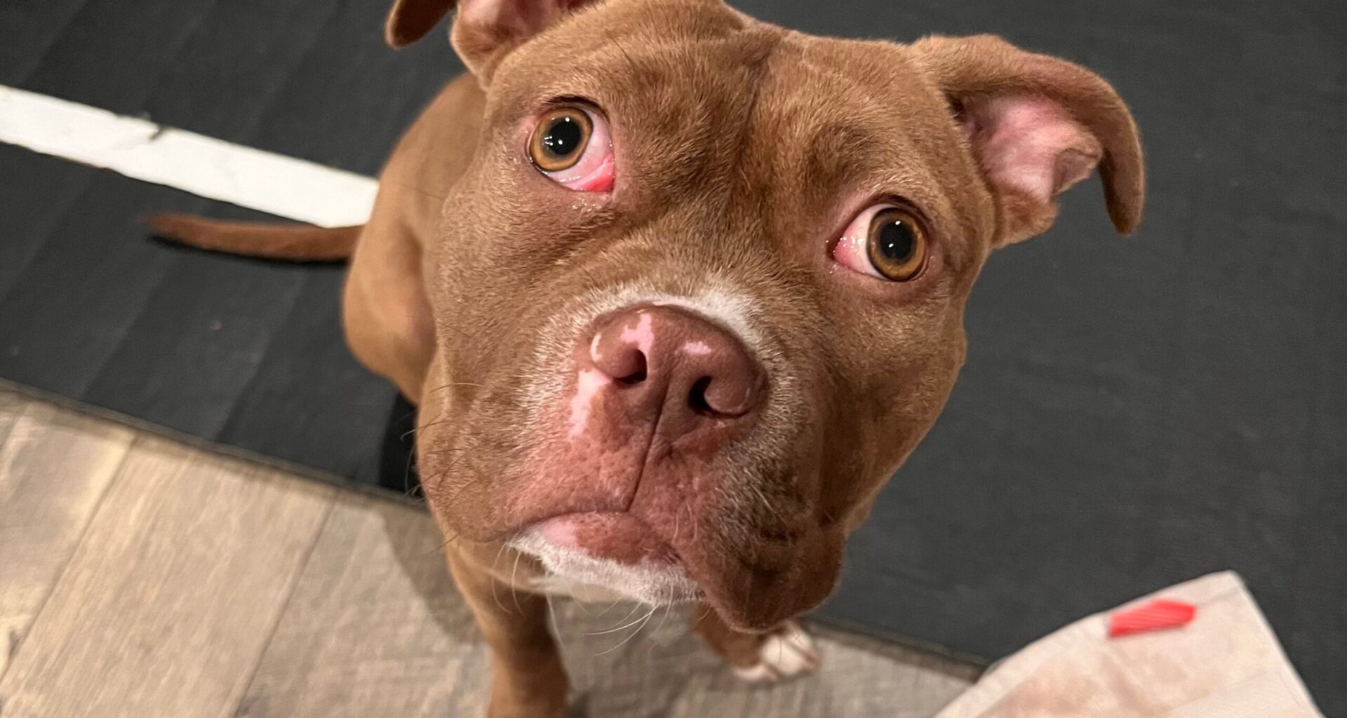 Pet of the Week: Brooklyn