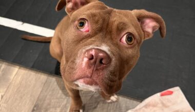 Pet of the Week: Brooklyn