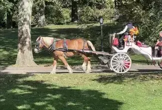 TWU Plans Suit Over Bill Banning Carriage Horses in NYC