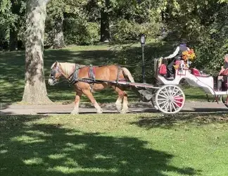 TWU Plans Suit Over Bill Banning Carriage Horses in NYC