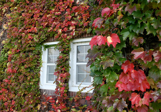 Ivy covered window on Devereux Hall