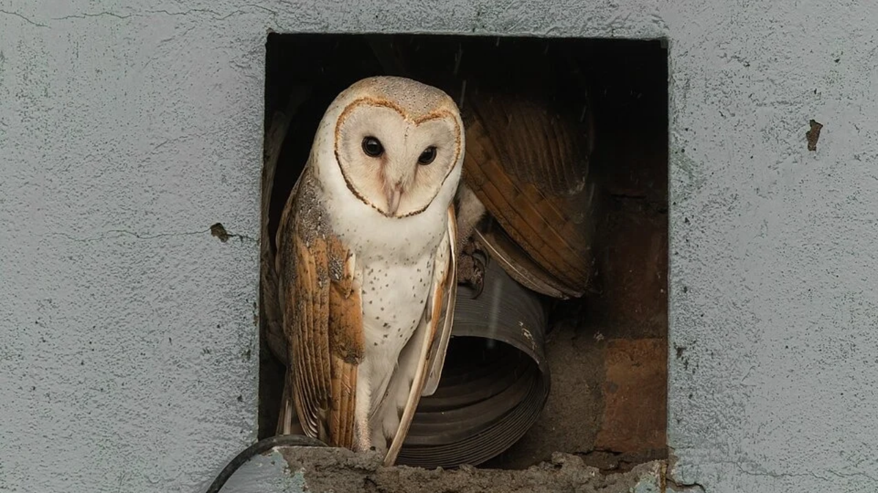 The birds are not easy to spot in New York City | Wikimedia Commons MANHATTAN OWL (1)