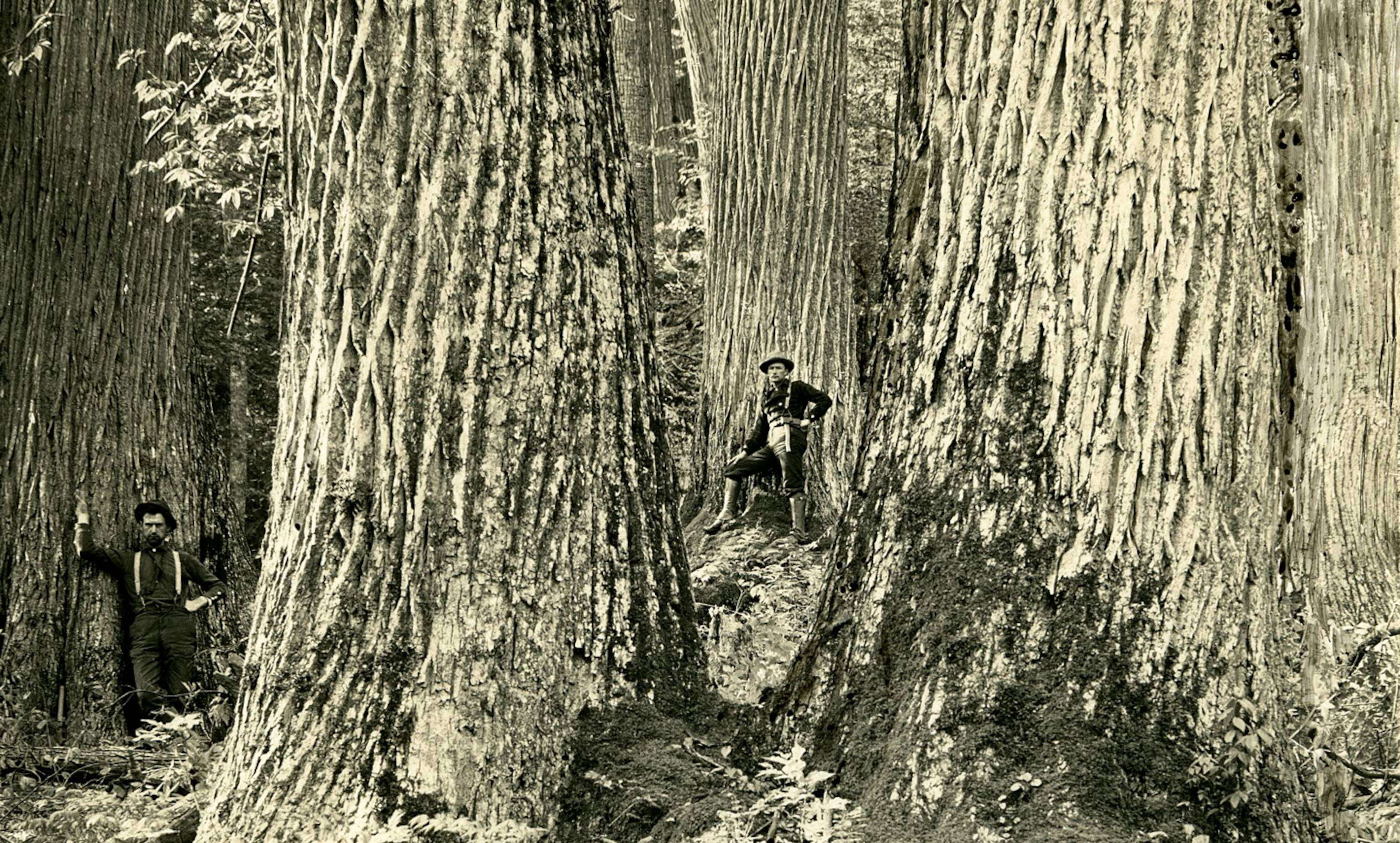 Nearly 4 billion American chestnut trees were killed by the devastating blight that spread across North America. (Photo: Forest History Society) Nearly 4 billion American chestnut trees were killed by the devastating blight that spread across North America.