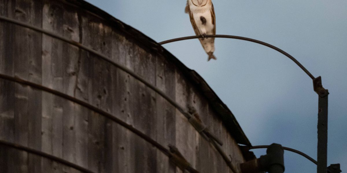 A rare family of barn owls moved into Manhattan's Upper West Side. New Yorkers are captivated