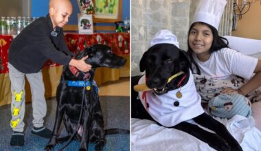 How dogs at NYC hospitals are helping heal sick kids