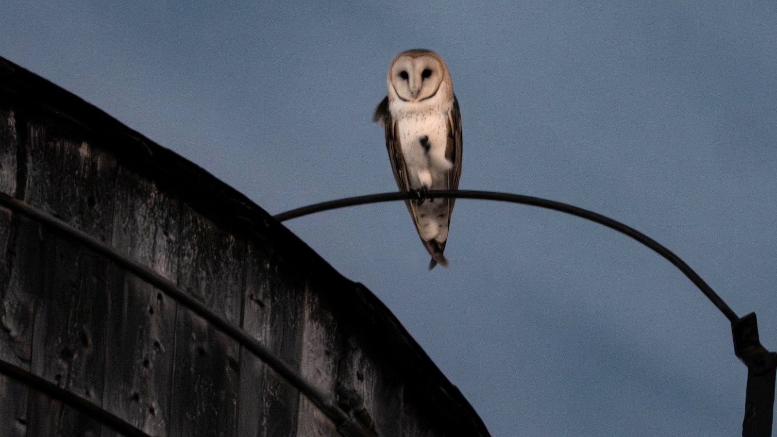A rare family of barn owls moved into Manhattan. New Yorkers are captivated