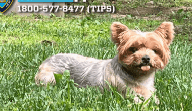 Dognappers sought after Yorkshire Terrier stolen from Queens lawn
